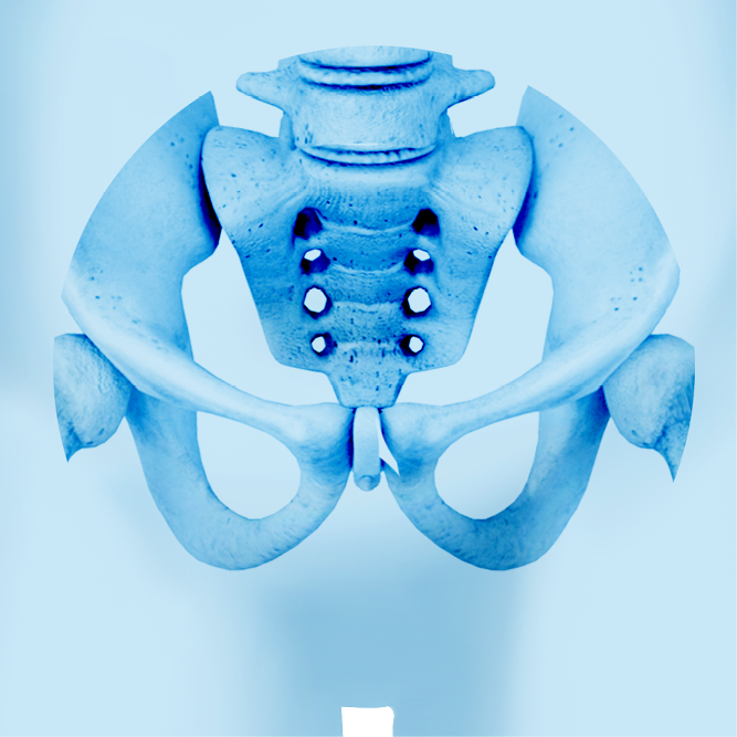 Pelvis