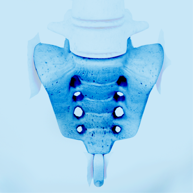 Sacrum